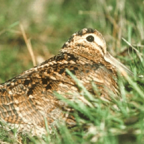 bécasse_des_bois-e1519061784971