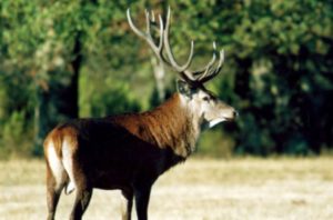 cerf_elaphe-300x198