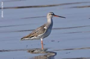 chevalier_arlequin-300x198