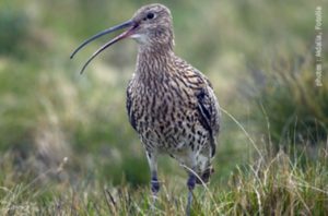 courlis_cendre-300x198