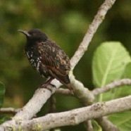 etourneau-sansonnet-e1519901276249