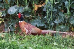 faisan_de_colchide_ou_commun (1)