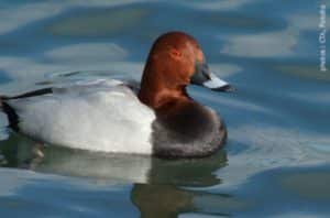 fuligule_milouin-300x198