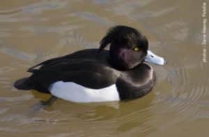 fuligule_morillon-300x198