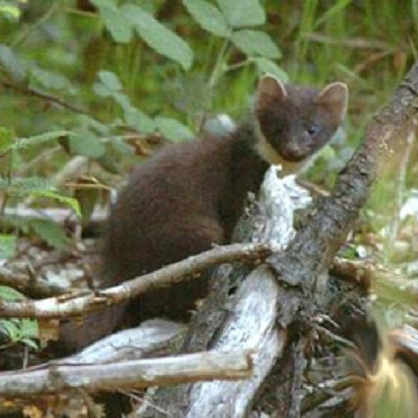martre-e1519061404352