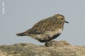 pluvier_dore-300x198