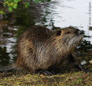 ragondin-e1519917171374-300x281