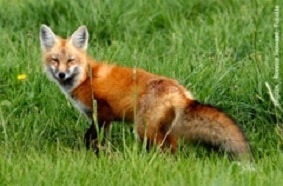 renard (1)
