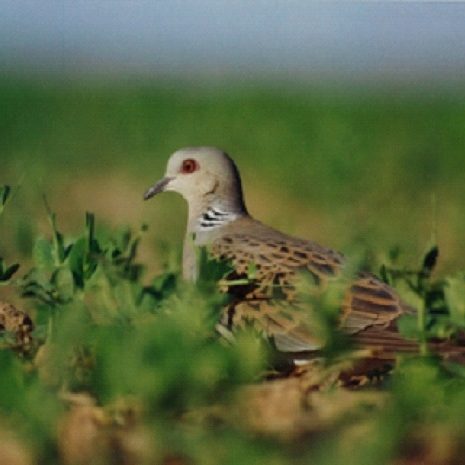 tourterelle_des_bois-e1519061628898