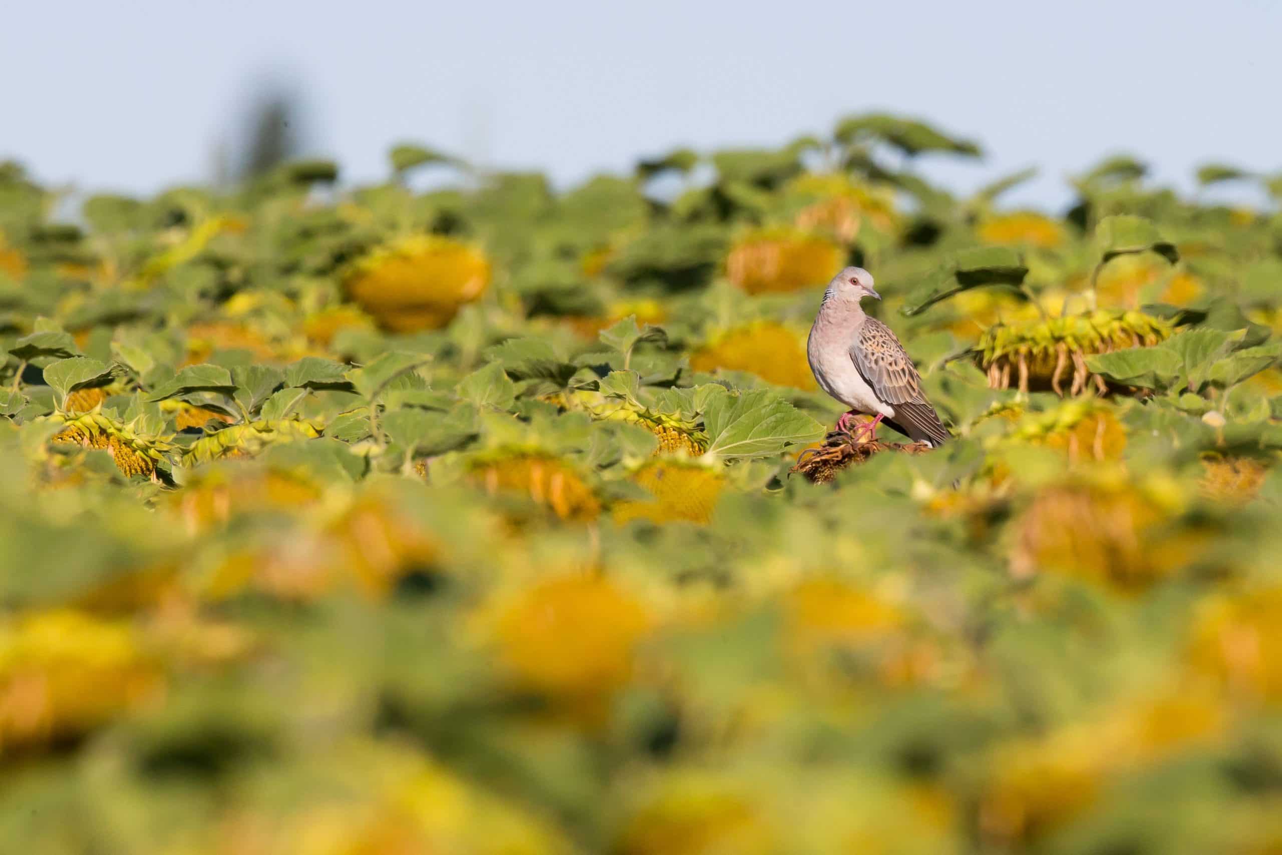 TourterelleBois-scaled