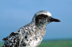 pluvier_argente-300x198