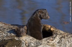 vision_d_amerique-300x198